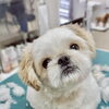 【新潟市】お散歩・お出かけの夏、わんちゃんの肌と毛は 想像以上にダメージを受けています