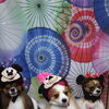 パピヨンのこむぎくん＆ばんびちゃん＆らむちゃん♪ ミッキー＆ミニーハットで和傘柄春フォト！