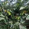 TRUST菜園の野菜たちがすくすく成長中です