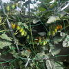TRUST菜園の野菜たちがすくすく成長中です