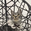 岡山ねこ専門サロン　ねこシャンプーできる？できない？