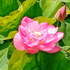 はすパークの蓮の花が開花！