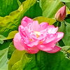 はすパークの蓮の花が開花！