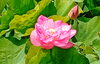 見頃を迎える、優雅な蓮の花「はすパークの蓮の花が開花！」