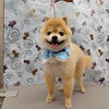 シャンプー前にブラッシング【どっぐさろんあきゅ　小型犬専門　トリミング　ペットサロン　京都市南区上鳥羽】