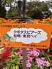 設置された立札「🍊 街ぐるみでおもてなし－その⑩　オレンジ花壇のその後　編－」
