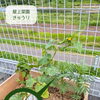 【屋上菜園で見つけた こっそり育ったきゅうり】