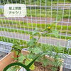 【屋上菜園で見つけた こっそり育ったきゅうり】