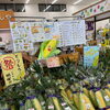＼八千代市産とうもろこしの季節がやってきました／