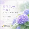 雨の日、不安になっていませんか？