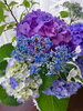 紫陽花が綺麗な季節ですね🩵💜「迷ったらコレ✨リフレッシュコース❣️」