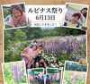 【小樽　らしくワーク】ルピナス祭り　手記📚