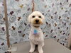 トリミングでさらに魅力が増したわんこ「MIXの毛質【どっぐさろんあきゅ　小型犬専門　トリミング　ペットサロン　京都市南区上鳥羽】」