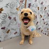 長く感じるシャンプータイム【どっぐさろんあきゅ　小型犬専門　トリミング　ペットサロン　京都市南区上鳥羽】