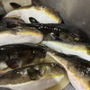 小樽沖で釣れた、河豚、ヒラメ、‼️