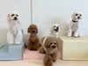 理玖♡仁姜♡綺羅♡じろう♡リーチ「ましゅまろ幼稚園🐾」