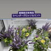 ラベンダーの香り
