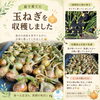 太陽を浴びて育った採れたてNew🧅「太陽を浴びて育った採れたてNew🧅」