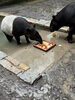 ケーキを食べるヒメナ(左)とナナハ(右)「祝！「ヒメナ」１才誕生会!!」