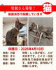 「【愛媛県新居浜市】里親募集のお知らせ！」