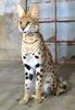 多摩動物公園よりやってきたサーバル（♂マルス）「【6月20日】サーバルを一般公開します」