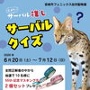 広まれ！サーバル推し　サーバルクイズ