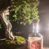 大阪ジン27と杜松の盆栽をカウンターで
