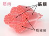 筋肉繊維、筋膜、筋肉の構造図「​【整形外科で異常なし】「加齢のせい」と言われた痛みが、整体で楽になる理由」
