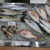 📣本日のお魚情報🐟