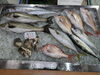 令和8年6月23日 店内「📣本日のお魚情報🐟」
