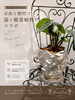あなただけの特別な植物がここに「ホロポノオリジナル個性派鉢×観葉植物コラボ」