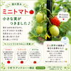 畑で育つミニトマトの収穫