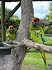 落花生を食べているソウとナナ「インコにもご近所トラブルがあるようです」