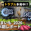 お芋の産地に異変が・・・　寒暖差・台風の影響でサツマイモに深刻な被害をもたらしています。　たねのハシモトミヤ