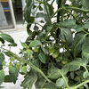 施設前「ふれあい菜園」で夏野菜が元気に育っています