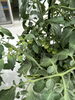 家庭菜園気分で収穫体験「施設前「ふれあい菜園」で夏野菜が元気に育っています」
