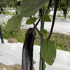 NO163　一番好きな野菜