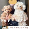 【🐶パピートレーニング🐶】初回カウンセリング🔰‪