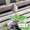 「先日入荷のお花・植物紹介☝🏻🌼」