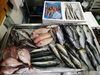 令和8年6月25日 店内「📣本日のお魚情報🐟」