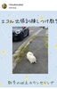 和泉市のお客様のポメラニアン吠えのお悩み「カウンセリング行きました#和泉市#ポメラニアン」