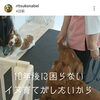 子犬のしつけは先行投資