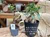 「34Garden スタッフのお買い物‎ 🛒♩𓈒𓏸」