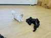 「プレイルームでのびのび♪ 犬同士で遊びながら社会化トレーニング」