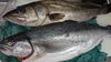 新鮮な魚介で贅沢なひとときを「新鮮な活締めスズキと岩手サーモンのご紹介」