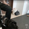 子犬教室のある日の内容ご紹介#ラブラドール#甲斐犬MIX#アメリカンコッカー