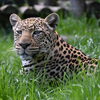 ヒョウの放飼スケジュールについて