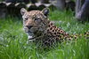 キララ「ヒョウの放飼スケジュールについて」