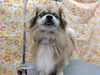 美しい毛並み「保湿メニュー【どっぐさろんあきゅ　小型犬専門　トリミング　ペットサロン　京都市南区上鳥羽】」