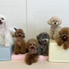 ましゅまろ幼稚園🐾